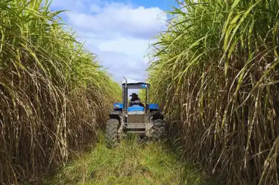 El proceso de maduración de la caña de azúcar en Tucumán registra una evolución favorable