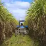 El proceso de maduración de la caña de azúcar en Tucumán registra una evolución favorable