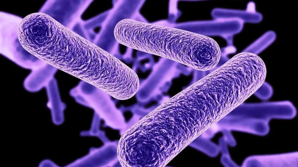 Alerta sanitaria en Nueva York por un virus: ¿cómo afecta la bacteria Legionella?