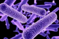 Alerta sanitaria en Nueva York por un virus: ¿cómo afecta la bacteria Legionella?