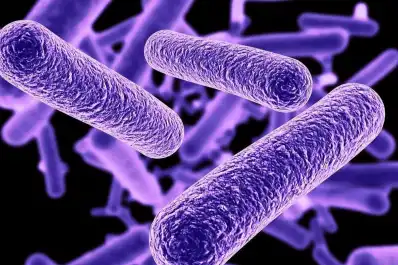 Alerta sanitaria en Nueva York por un virus: ¿cómo afecta la bacteria Legionella?
