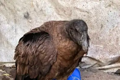 Rescataron en Trancas a un cóndor andino juvenil que no podía volar
