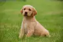 ¿Por qué se celebra Día Mundial del Perro?: concientización, adopción responsable y la lucha contra el maltrato