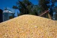 La producción de maíz marca un récord histórico con 71,5 millones de toneladas