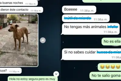 Buscaba a su perra perdida e intentaron estafarla con imágenes hechas con inteligencia artificial