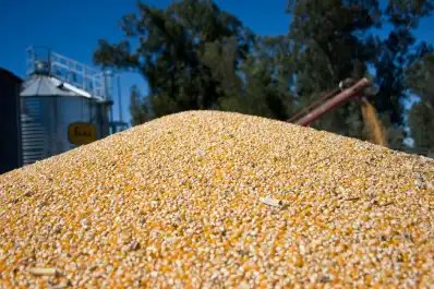 La producción de maíz marca un récord histórico con 71,5 millones de toneladas