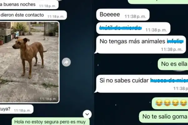 Buscaba a su perra perdida e intentaron estafarla con imágenes hechas con inteligencia artificial