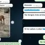 Buscaba a su perra perdida e intentaron estafarla con imágenes hechas con inteligencia artificial