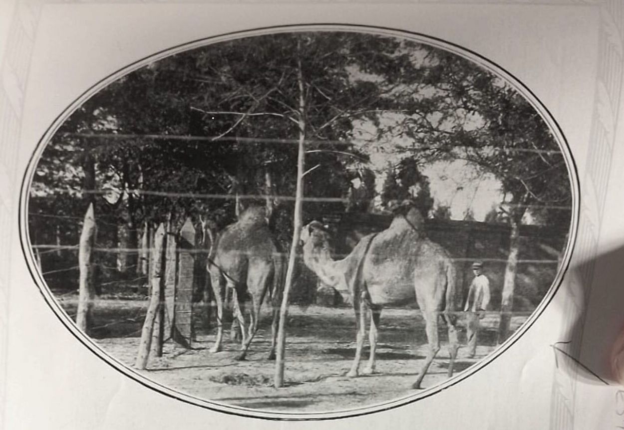 1916. “Los elefantes ‘filosofando’ “, dice el Álbum del Centenario. Acaso se trata de “Ernestina”, recién llegada al zoo.