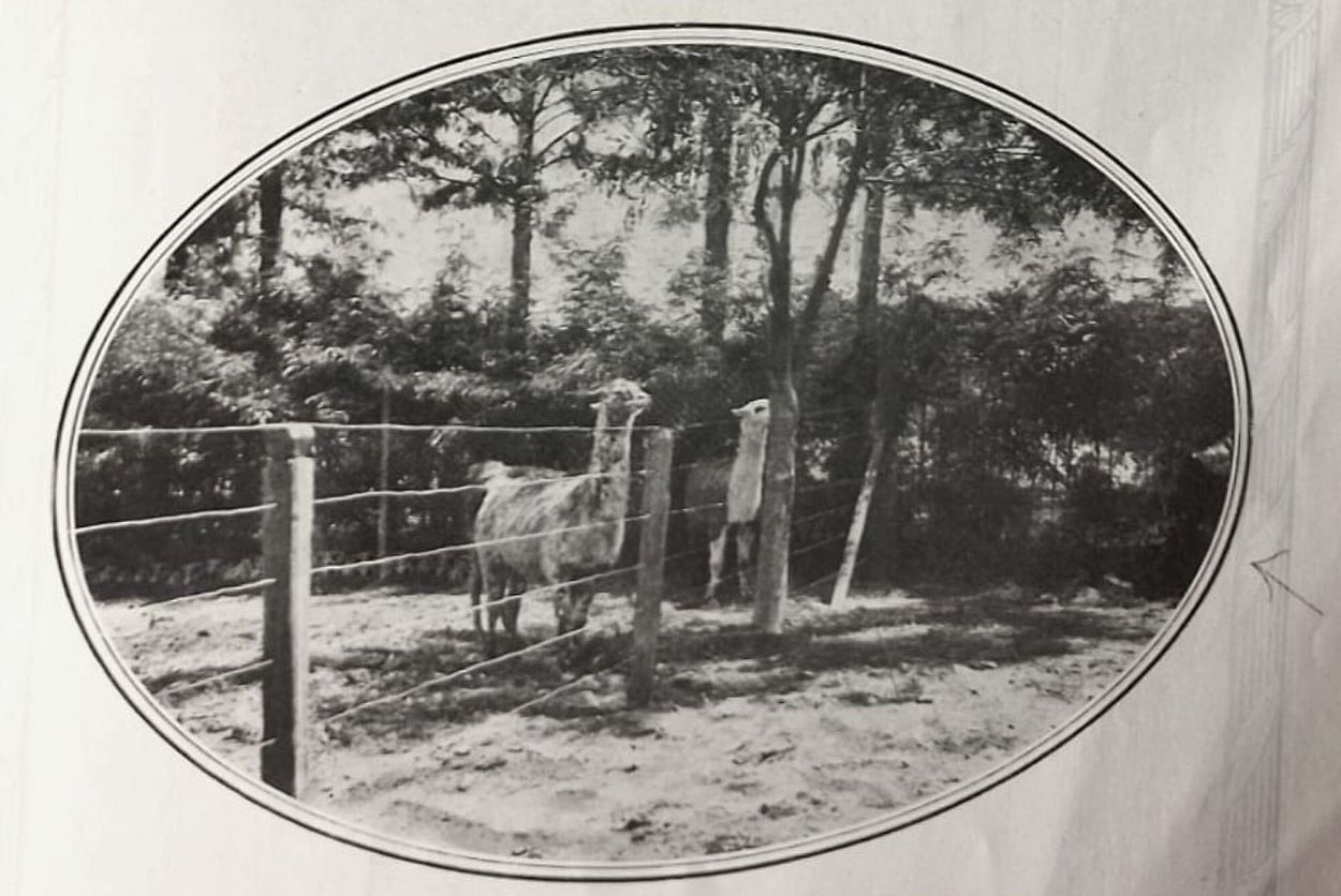 Llamas.