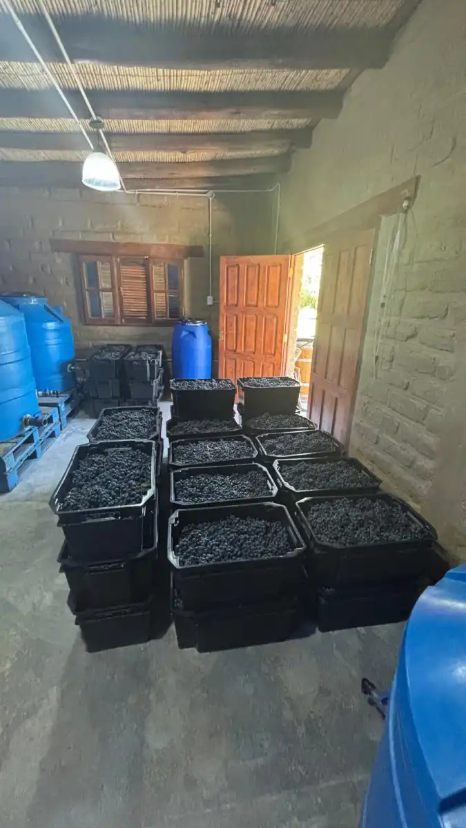 Cosecha de uvas