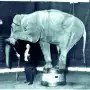 Recuerdos fotográficos: 1905-1930. Así era el zoo en la zona del parque Avellaneda