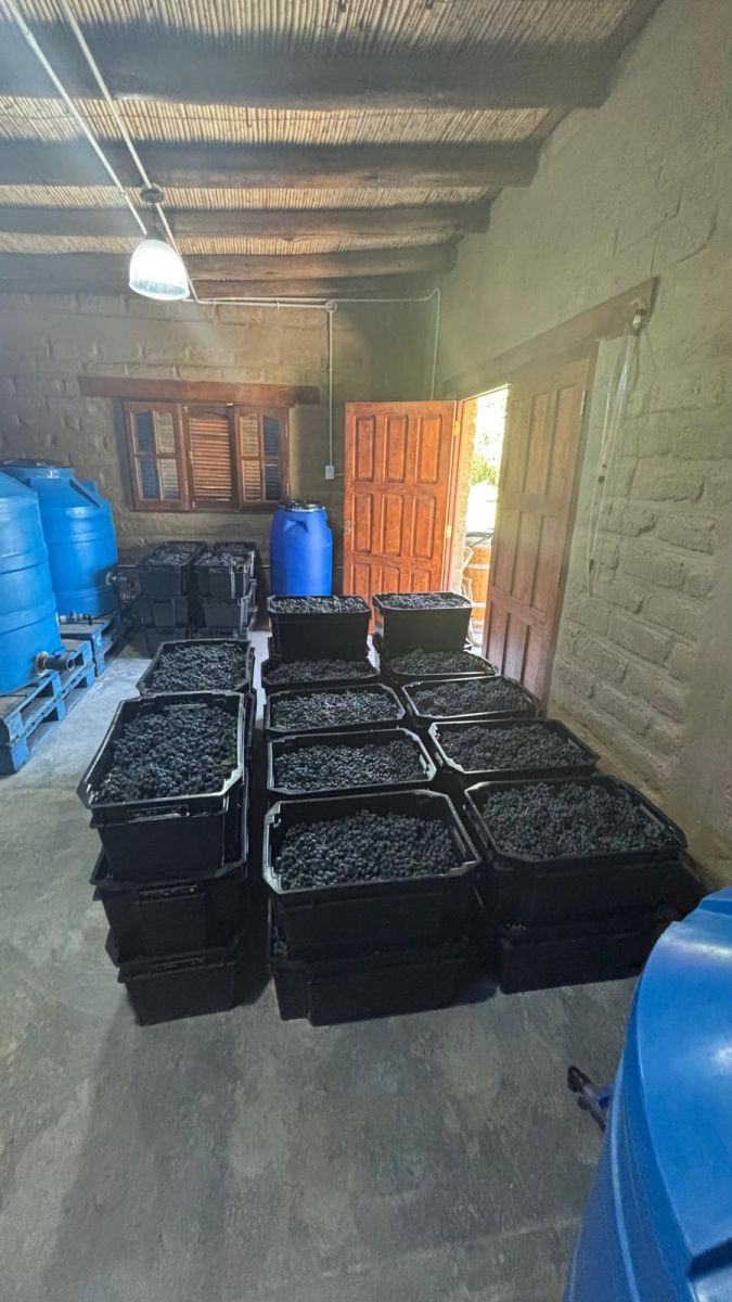 COSECHA. Las frutas que se utilizarán para los vinos que estarán disponibles en los próximos meses. 
