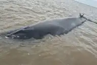 Una ballena quedó encallada en el Río de la Plata y montaron un operativo contrarreloj para rescatarla