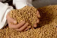 Soja: esta campaña se lograron resultados económicos positivos