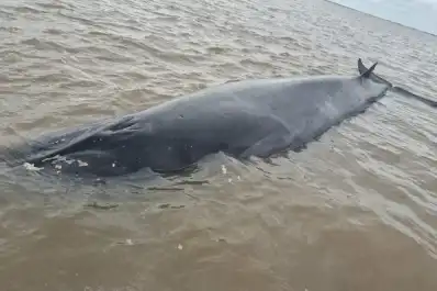 Una ballena quedó encallada en el Río de la Plata y montaron un operativo contrarreloj para rescatarla