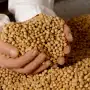 Soja: esta campaña se lograron resultados económicos positivos