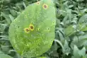 Recomendaciones para combatir los problemas sanitarios en el cultivo de soja
