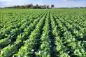 La Eeaoc analizó el efecto de diversas estrategias de fertilización, sobre cultivos y sobre el suelo