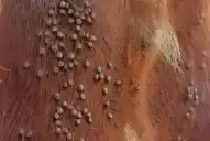 Nuevo plan para controlar y erradicar la garrapata del bovino