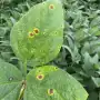 Recomendaciones para combatir los problemas sanitarios en el cultivo de soja