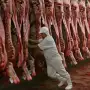 Proponen reformas sobre la actividad agropecuaria