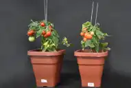 Más tomates en menos espacio: el hallazgo argentino que podría mejorar los cultivos
