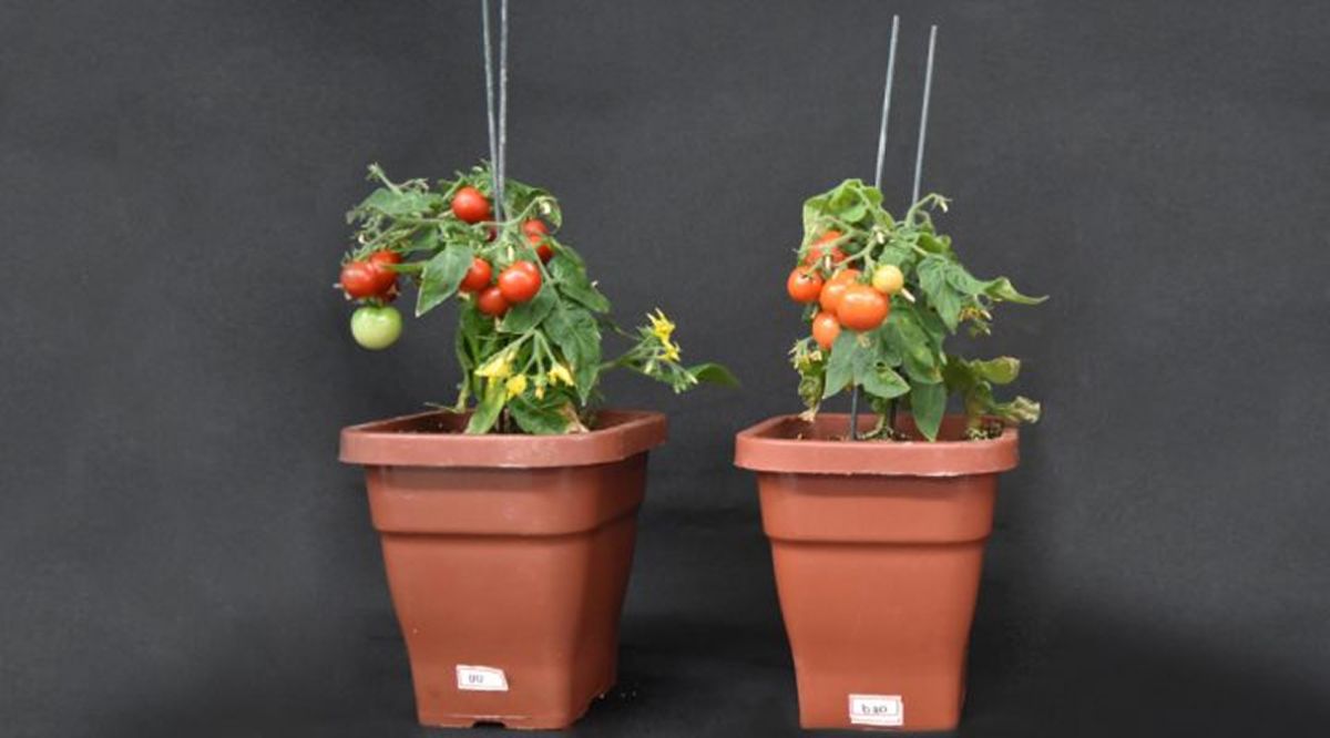 HALLAZGO. Planta de tomate salvaje (izq.) y mutante que no expresa el gen SlBBX20.