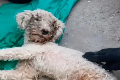Rescataron con vida a un caniche que pasó 29 días bajo los escombros y se reencontró con su dueña