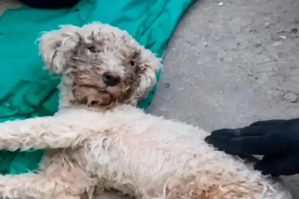 Rescataron con vida a un caniche que pasó 29 días bajo los escombros y se reencontró con su dueña