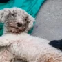 Rescataron con vida a un caniche que pasó 29 días bajo los escombros y se reencontró con su dueña
