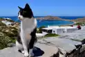 Una isla griega busca voluntarios para cuidar gatos: ofrece alojamiento y desayuno