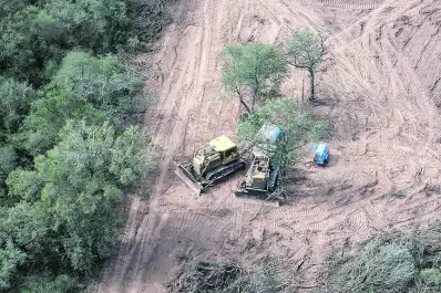 Desaparecieron más de 40.000 hectáreas de bosque nativo en el norte argentino