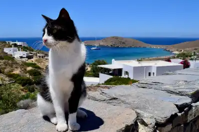 Una isla griega busca voluntarios para cuidar gatos: ofrece alojamiento y desayuno