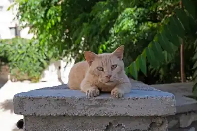 Por qué hay tantos gatos en Grecia: la razón detrás de la búsqueda de voluntarios para cuidarlos