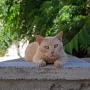 Por qué hay tantos gatos en Grecia: la razón detrás de la búsqueda de voluntarios para cuidarlos