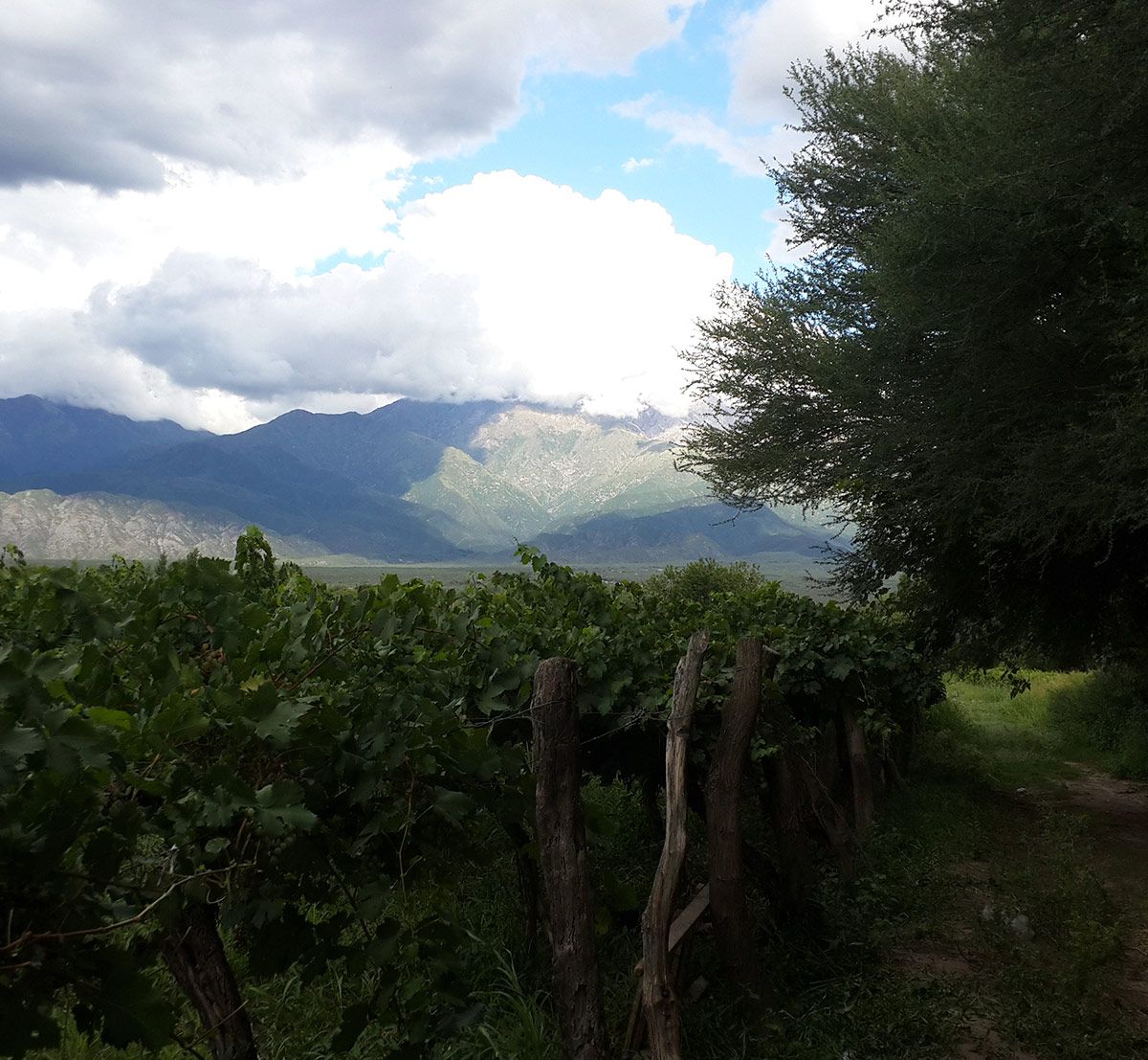 PARAÍSO. El rincón de Catamarca que los Andreatta eligieron para hacer vinos. 