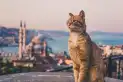 Destinos turísticos gatunos: cinco ciudades donde los gatos son los dueños de las calles