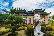 Destinos turísticos gatunos: cinco ciudades donde los gatos son los dueños de las calles