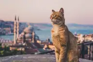 Destinos turísticos gatunos: cinco ciudades donde los gatos son los dueños de las calles