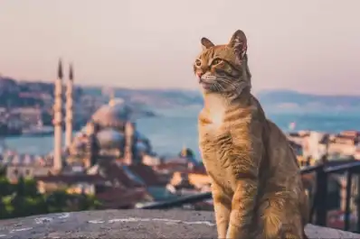 Destinos turísticos gatunos: cinco ciudades donde los gatos son los dueños de las calles
