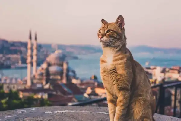 Destinos turísticos gatunos: cinco ciudades donde los gatos son los dueños de las calles