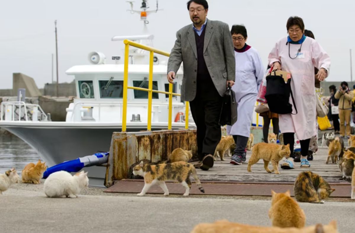 AOSHIMA. Es una de las famosas ''islas de gatos'' de Japón, donde los felinos superan ampliamente en número a los habitantes. 