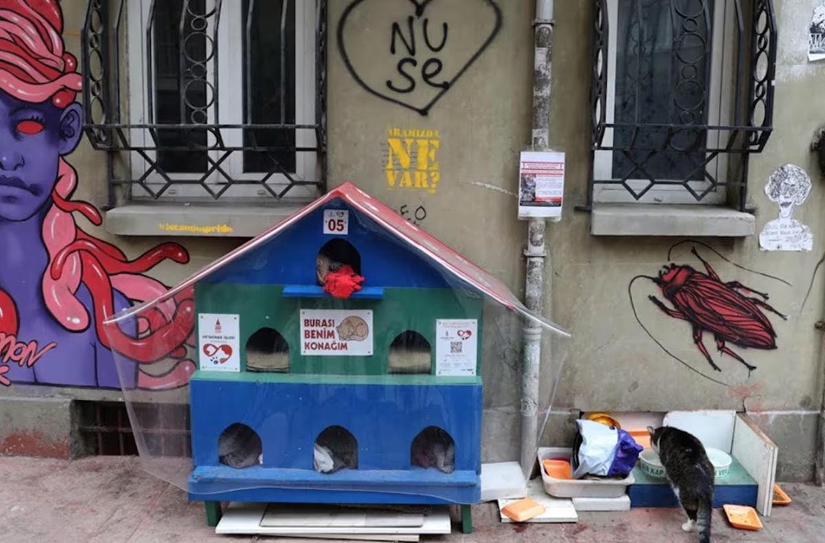 ESTAMBUL, TURQUÍA. Los gatos forman parte de la vida cotidiana y conviven con vecinos y turistas entre mezquitas, mercados y cafeterías.
