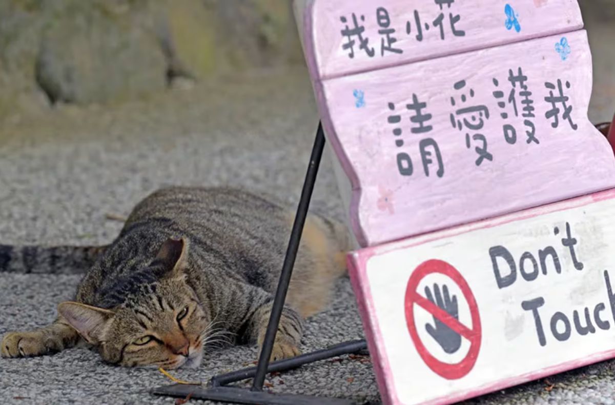 HOUTONG, TAIWÁN. El antiguo pueblo minero se transformó en un santuario felino que hoy recibe a miles de visitantes cada año.
