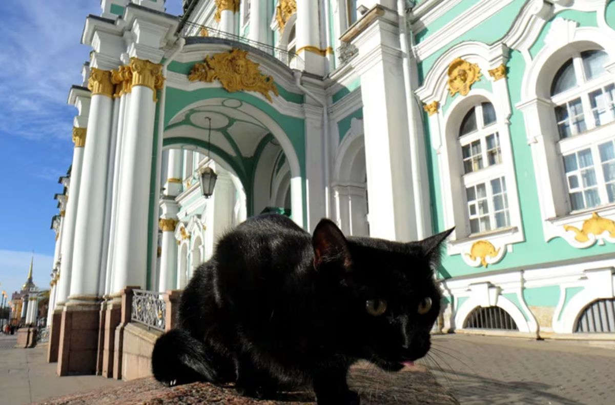 SAN PETERSBURGO, RUSIA. Los gatos del Museo Hermitage protegen desde hace siglos las obras de arte de los roedores y se convirtieron en una de las tradiciones más curiosas del lugar.