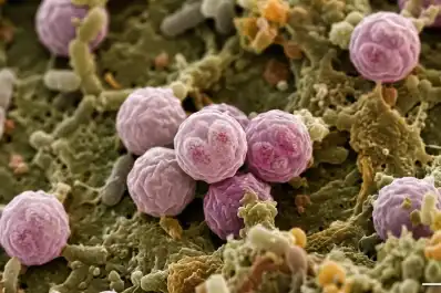 Brote de ciclosporiasis: Estados Unidos registró las dos primeras muertes por la enfermedad intestinal