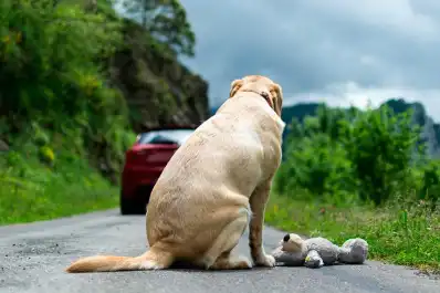 Salta quiere endurecer las sanciones por maltrato animal: proponen quitarles la licencia de conducir a los infractores