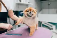 Una facultad tucumana abrió una diplomatura en estética y cuidado canino: cómo inscribirse
