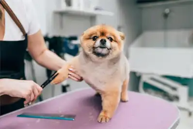 Una facultad tucumana abrió una diplomatura en estética y cuidado canino: cómo inscribirse